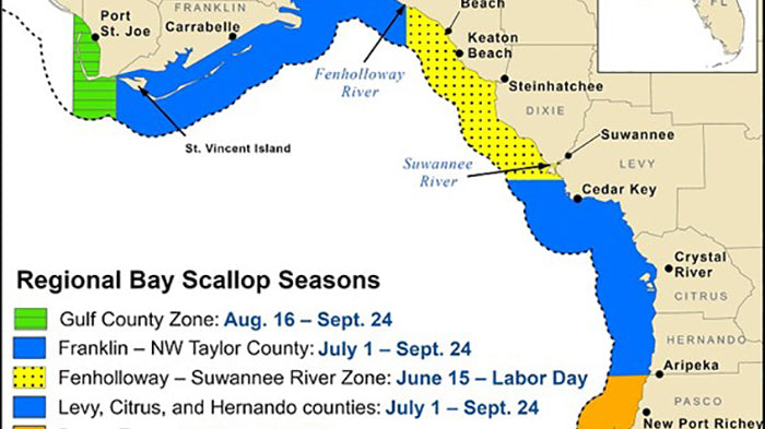 Florida Bay Scallop Season: Upcoming Zone Openings