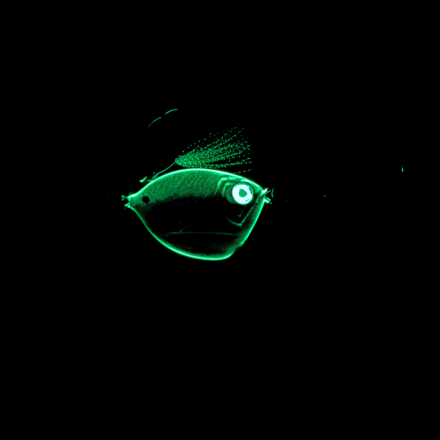 Glow-edge slow pitch jig mimicking hornbelly baitfish