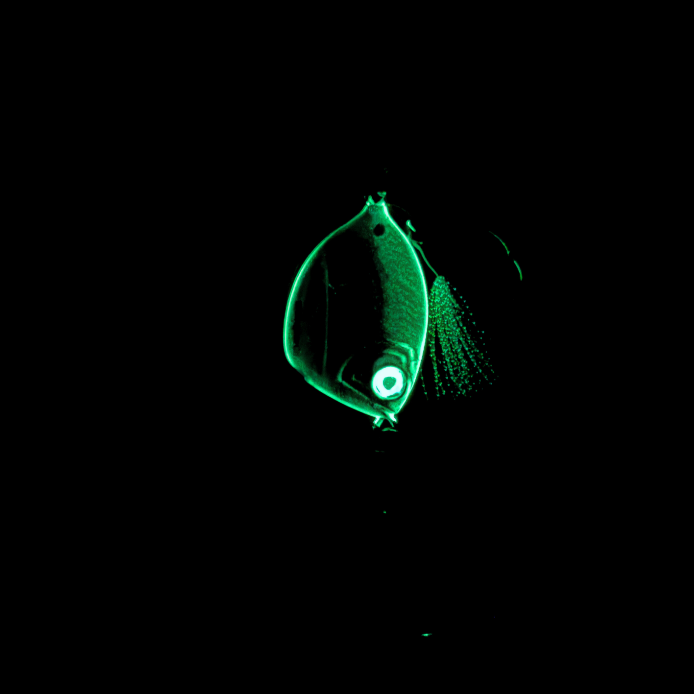 Glow-edge slow pitch jig mimicking hornbelly baitfish